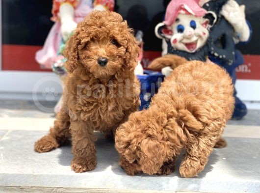 Wc Eğitimli Toy Poodle Yavrularımız