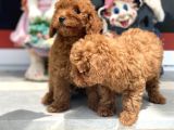 Wc Eğitimli Toy Poodle Yavrularımız