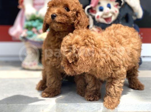 Wc Eğitimli Toy Poodle Yavrularımız görsel