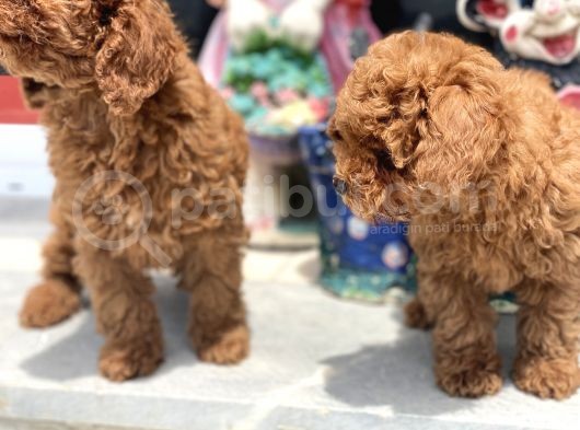 Wc Eğitimli Toy Poodle Yavrularımız görsel