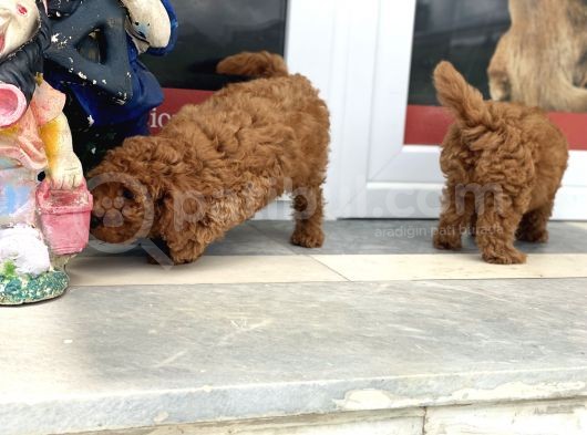 Wc Eğitimli Toy Poodle Yavrularımız görsel
