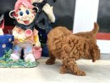Wc Eğitimli Toy Poodle Yavrularımız