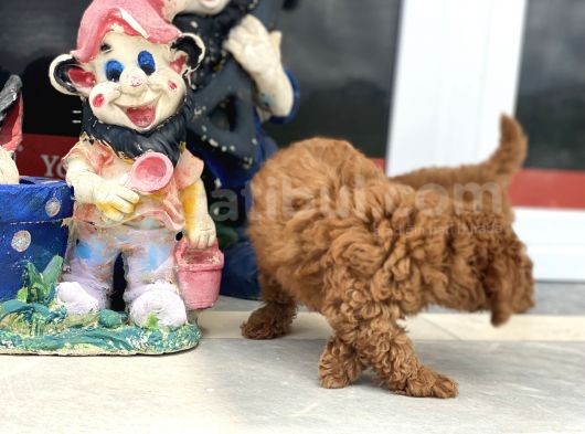 Wc Eğitimli Toy Poodle Yavrularımız görsel