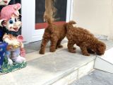 Wc Eğitimli Toy Poodle Yavrularımız