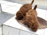 Wc Eğitimli Toy Poodle Yavrularımız