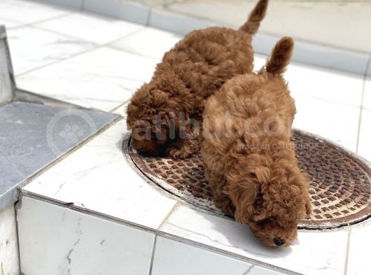 Wc Eğitimli Toy Poodle Yavrularımız görsel