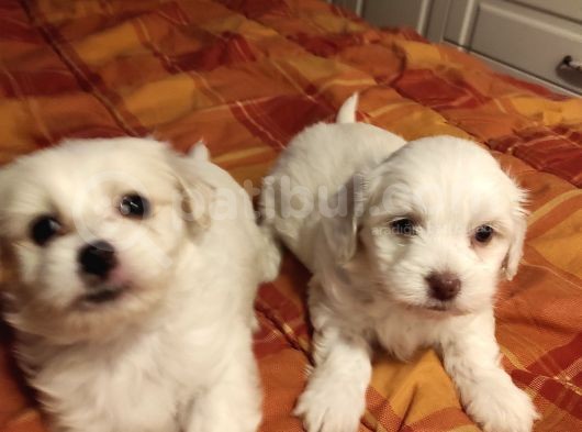 Minik Maltipoo Bebeğimiz görsel