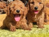 Orjinal Toy Poodle Yavrular