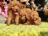 Orjinal Toy Poodle Yavrular