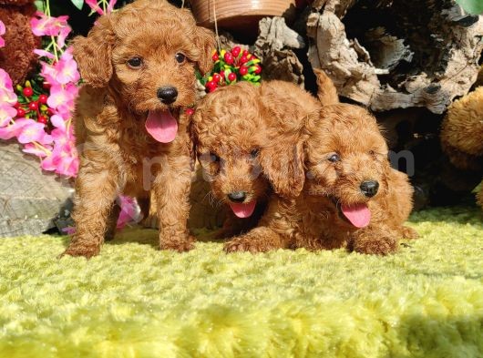 Orjinal Toy Poodle Yavrular görsel