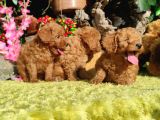 Orjinal Toy Poodle Yavrular