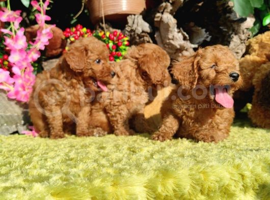 Orjinal Toy Poodle Yavrular görsel