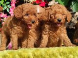 Orjinal Toy Poodle Yavrular