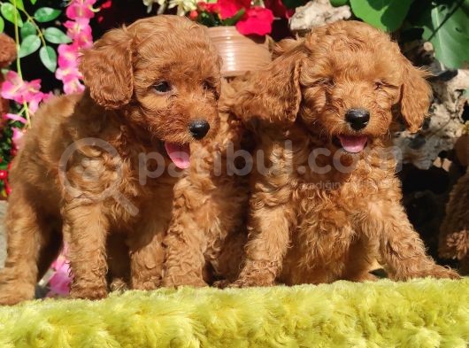 Orjinal Toy Poodle Yavrular görsel