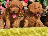 Orjinal Toy Poodle Yavrular
