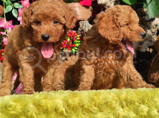 Orjinal Toy Poodle Yavrular görsel