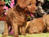 Orjinal toy poodle yavrular