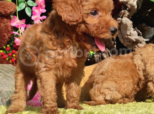 Orjinal Toy Poodle Yavrular