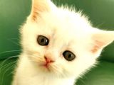 Scottish Fold Ve British Shorthair Yavrular