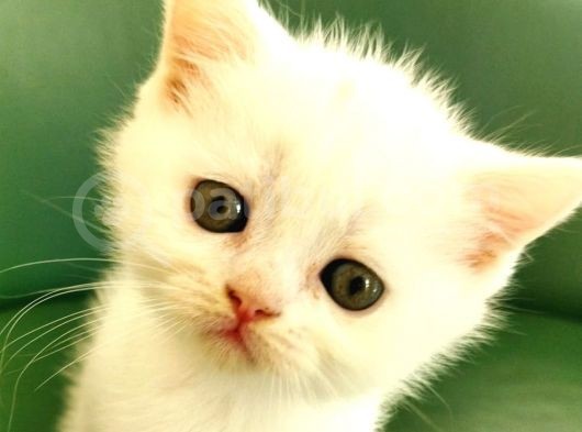 Scottish Fold Ve British Shorthair Yavrular görsel