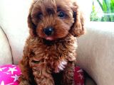 Red Brawn Poodle Bebekler