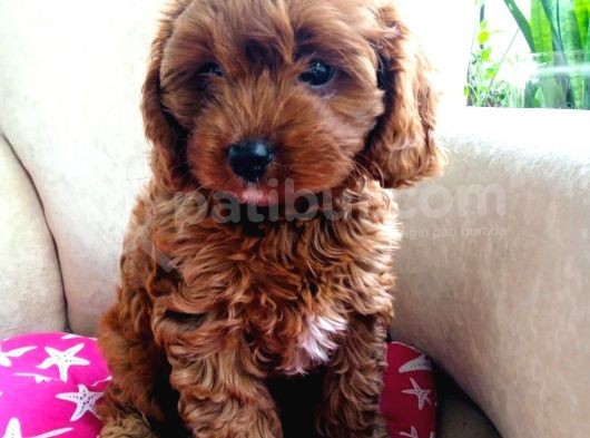 Red Brawn Poodle Bebekler görsel
