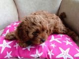 Red brawn poodle bebekler