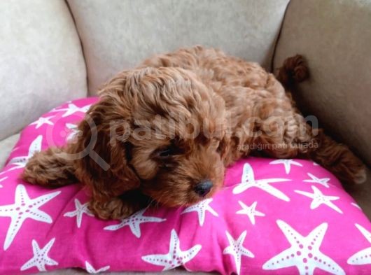 Red Brawn Poodle Bebekler
