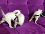 2 Aylık Siyam Yavruları