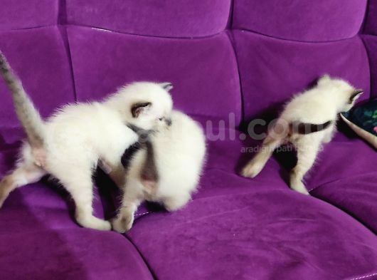 2 Aylık Siyam Yavruları görsel