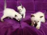 2 aylık Siyam Yavruları