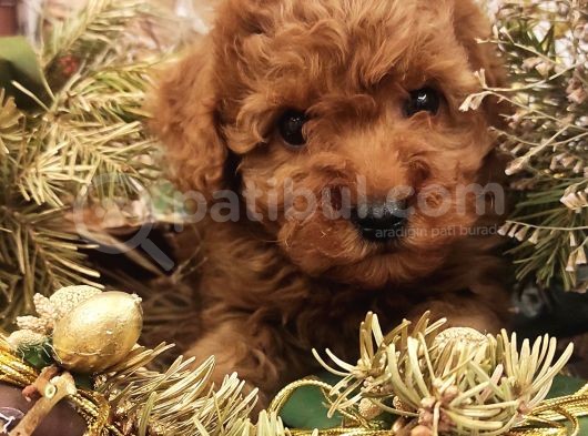 Dünya Tatlısı Toy Poodle Bebeklerim görsel
