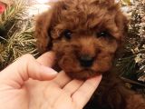 Dünya Tatlısı Toy Poodle Bebeklerim