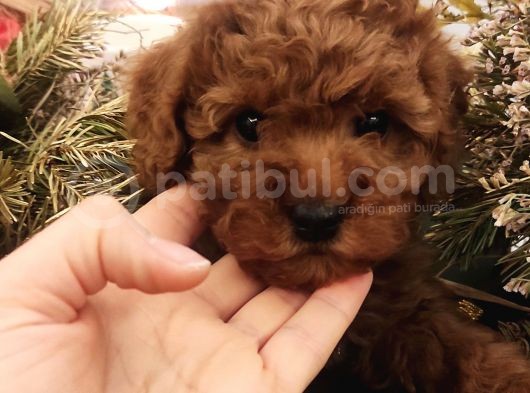 Dünya Tatlısı Toy Poodle Bebeklerim