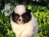 Pandayla karıştırılan boo bebek