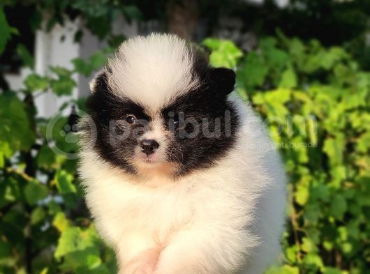 Pandayla Karıştırılan Boo Bebek