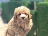 Küçük maltipoo yavrum