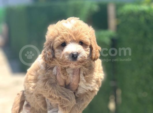 Küçük Maltipoo Yavrum