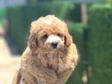 Küçük Maltipoo Yavrum