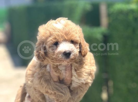 Küçük Maltipoo Yavrum görsel