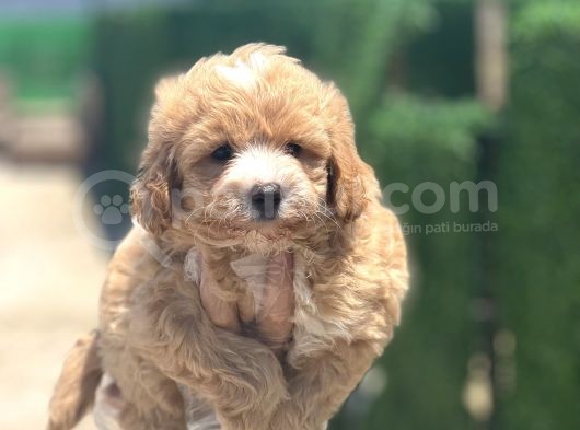 Küçük Maltipoo Yavrum görsel