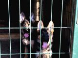 DÜNYA ŞAMPİYONU SOYU YAVRULAR