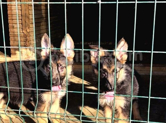 Dünya Şampi̇yonu Soyu Yavrular görsel