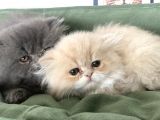 Anne Altından İran Persian Yavrularımız