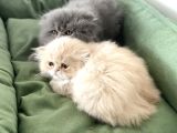 Anne Altından İran Persian Yavrularımız