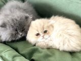 Anne Altından İran Persian Yavrularımız