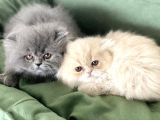 Anne Altından İran Persian yavrularımız