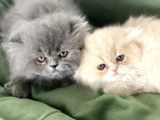 Anne Altından İran Persian Yavrularımız