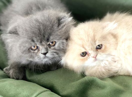 Anne Altından İran Persian Yavrularımız görsel