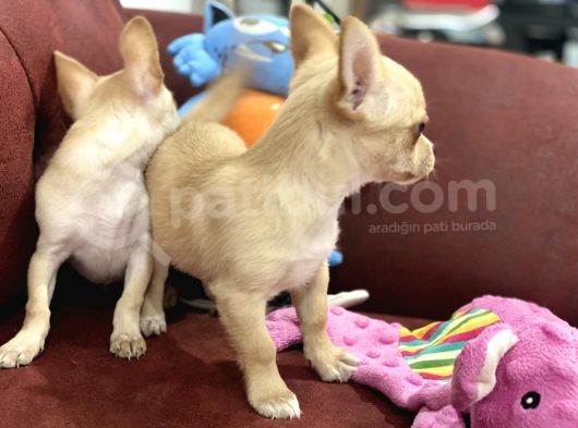 Show Kalite Dişi Tea Cup Chihuahua Yavrularımız görsel